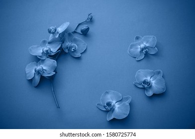 Frame Of Beautiful Blue Orchid Flowers.   Color Of  Year 2020 Classic Blue Pantone