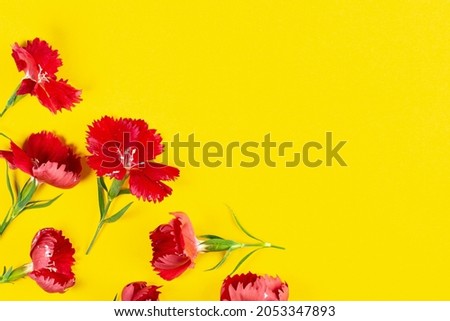 Frame from bright red carnation flowers on yellow, top view, place for text, copy space.