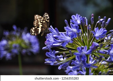 Frame of a butterfly resting on a Agapanthus purple flower. This was captured in Kirstenbosch gardens in Cape Town South Africa and features harmonic relations between flowers and animals - Shutterstock ID 1256355283