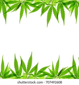 5,793 Marijuana Frame Images, Stock Photos & Vectors | Shutterstock