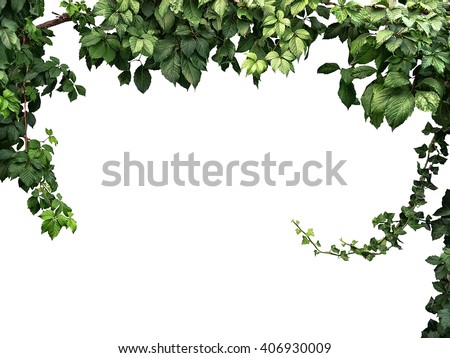 frame of the climbing plant isolated on white background