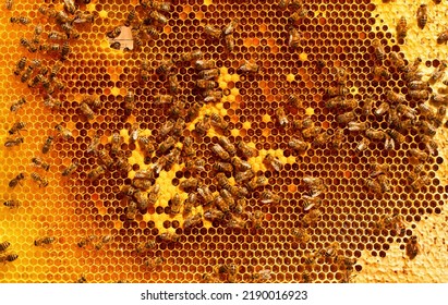 Frame With Closed Bee Brood, Perga And Honey. Almost Mature Honey Bee Larvae, Ready To Appear In The Hive.