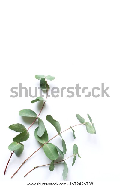 ユーカリの枝を持つ水彩花柄カード 手描きの植物イラスト アートの背景 のイラスト素材