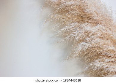 Frame Of Dried Natural Pampas Grass