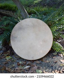 Frame Drum In The Woods With Ferns 