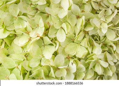 Frame filling view of lime green hydrangea or hortensia flowers (hydrangia paniculata 'limelight')