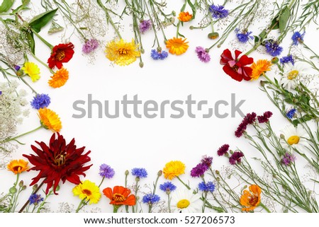 Similar – Image, Stock Photo Summer flowers frame on green
