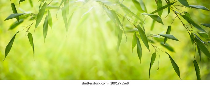frame from fresh green bamboo leaves, abstract blurred bamboo leaf background, bamboo branch in sunlight, beautiful japanese spring garden landscape panorama