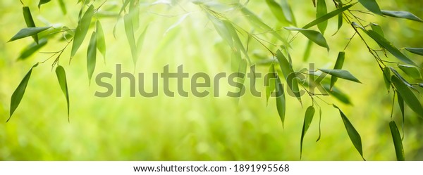 frame from fresh green bamboo\
leaves, abstract blurred bamboo leaf background, bamboo branch in\
sunlight, beautiful japanese spring garden landscape\
panorama