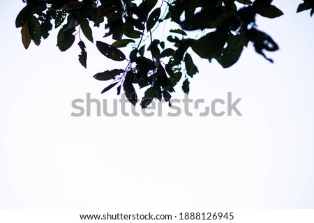 Similar – Image, Stock Photo Trees reflected in mud puddle