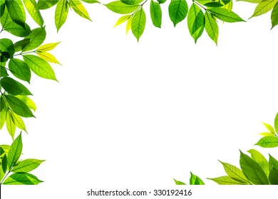 Blank Green Leaf Stock Photo (Edit Now) 12994981