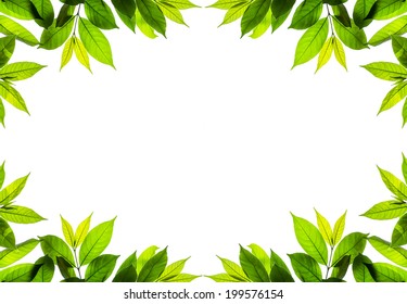 Frame Isolated Branch Young Leave On Stock Photo (Edit Now) 199576154