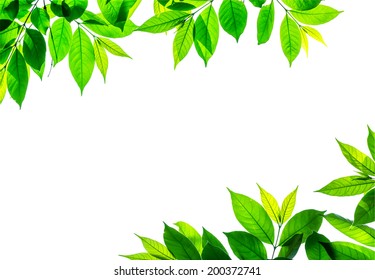 Frame Isolated Branch Young Leave On Stock Photo 200372741 | Shutterstock