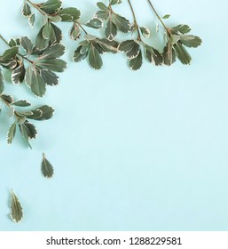 Frame Made Of Eucalyptus Branches On Neo Mint Color Background. Flat Lay, Top View.Copy Space 