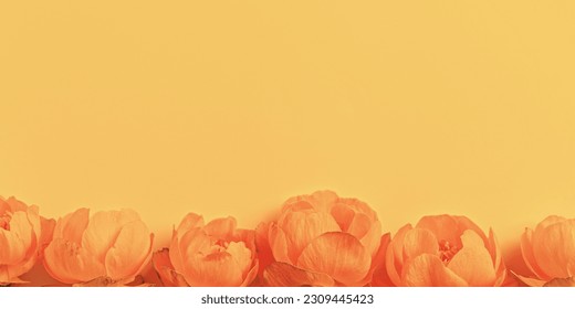 Frame nature summer spring seasonal styling banner from orange flowers Trollius or Globeflower on peach color, minimal monochrome aesthetic botanical natural blooming spring floret, top view banner