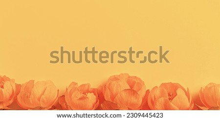 Frame nature summer spring seasonal styling banner from orange flowers Trollius or Globeflower on peach color, minimal monochrome aesthetic botanical natural blooming spring floret, top view banner