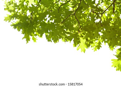 frame of oak leaves isolated