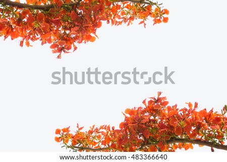 Similar – rote Blumen an gelber Wand, portugalisch