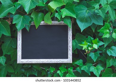 Frame For Photography On A Background Of Green Foliage. Mock Up.