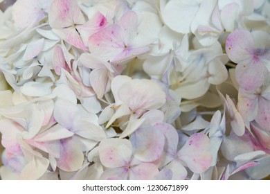 Frame of pink and beige hydrangea, many colors solid background. view from above. Wedding background. Valentine background with space.