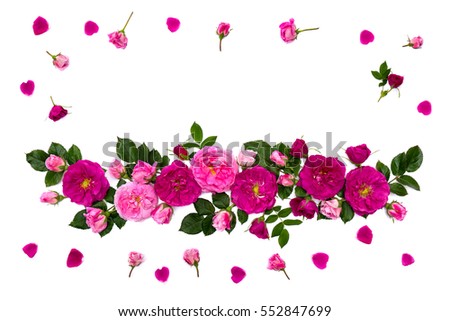 Frame of pink roses (shrub rose), buds and petals on a white background with space for text. Top view. Flat lay. Valentine composition.