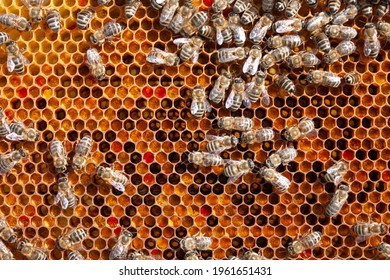 Frame of pollen with honey bees. Colorful pollen. Honeybee. Apis melifera.