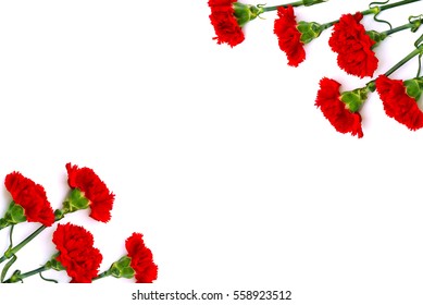 Red Carnation Images Stock Photos Vectors Shutterstock