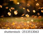 frame of red and yellow falling leaves in sunny park, falling from trees with gusts of wind. Outdoor photo autumn natural background.