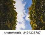 A frame of the sky with real tree branch under the sunlight of summer in Otavalo, Ecuador