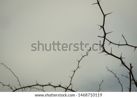 frame of thorns branch tree on white clouds background