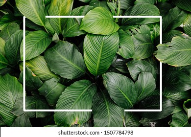 Frame Tropical Leaf Texture Green Leaves Background, Foliage Nature