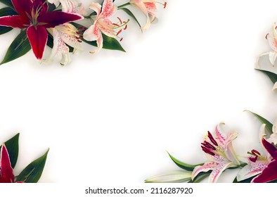 Frame Of White Flowers Lilies With Pink Spots And Maroon Lilies On A White Background With Space For Text. Top View, Flat Lay