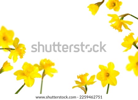 Frame from yellow narcissus flowers isolated on white background. Daffodil flowers. With clipping path. Spring floral background, postcard, yellow sunny buds with petals 