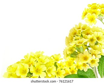 frame from yellow primrose