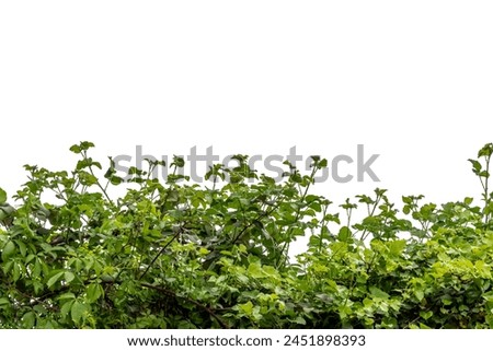 Framed border of Branches with spring green blackberry bramble leaves isolated on white with clipping path included, copy space