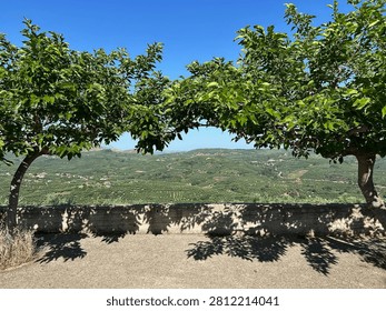 Framed by leafy trees, the view stretches across rolling hills carpeted with olive groves, showcasing the fertile landscape that has sustained local communities for generations.