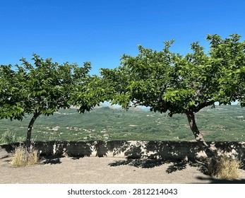 Framed by leafy trees, the view stretches across rolling hills carpeted with olive groves, showcasing the fertile landscape that has sustained local communities for generations.