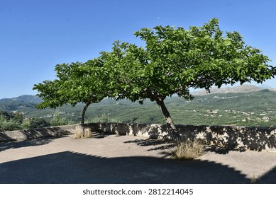 Framed by leafy trees, the view stretches across rolling hills carpeted with olive groves, showcasing the fertile landscape that has sustained local communities for generations.