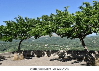 Framed by leafy trees, the view stretches across rolling hills carpeted with olive groves, showcasing the fertile landscape that has sustained local communities for generations.