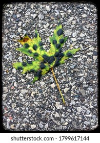 Framed Maple Leaf With Tar Spot Disease On A Pathway