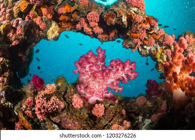 Framed Pink Soft Coral (Dendronephthya) At The SS Yongala Ship Wreck