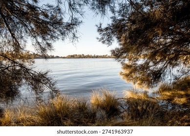 Framed river view through pine branches along Canning River in Rossmoyne suburb golden light, Perth, Australia, 16 March 2021