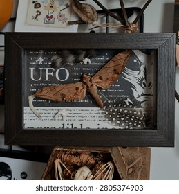 Framed Shadow Box with Large Moth, Bones, and Feathers Over a UFO Graphic Background