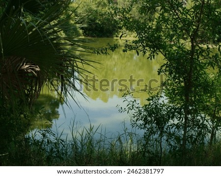 Framed View between trees out towards a small green pond with reflections of the trees and blue sky. At Boyd Hill Nature Preserve Near Lake Maggiore. Green Underbrush Swamp lands and Pine Flatwoods 