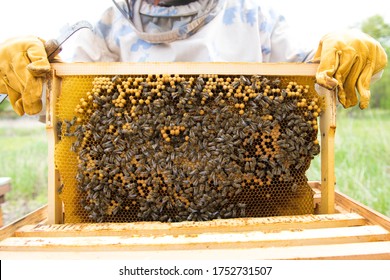 Frames of a bee hive. Beekeeper harvesting honey. The bee smoker is used to calm bees before frame removal. Close up