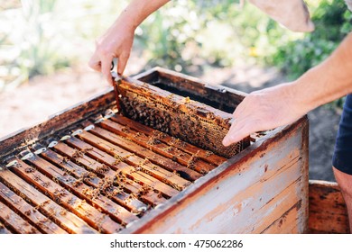 Frames of a bee hive. Beekeeper harvesting honey. The bee smoker is used to calm bees before frame removal. Beekeeper Inspecting Bee Hive