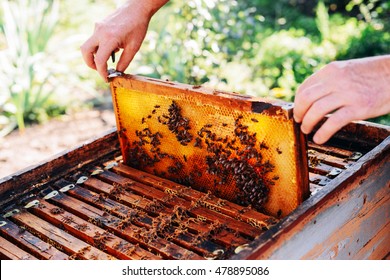 Frames of a bee hive. Beekeeper harvesting honey. The bee smoker is used to calm bees before frame removal. Beekeeper Inspecting Bee Hive
 - Powered by Shutterstock