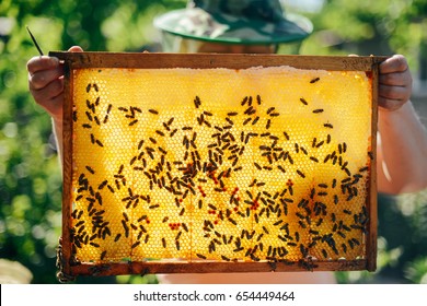 Frames of a bee hive. Beekeeper harvesting honey. The bee smoker is used to calm bees before frame removal. Beekeeper Inspecting Bee Hive - Powered by Shutterstock