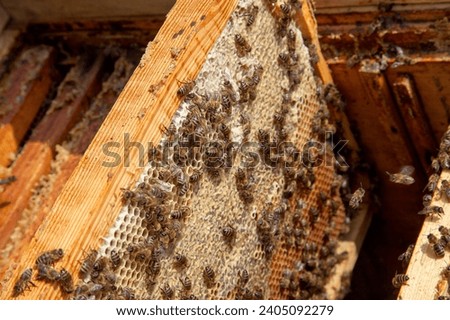 Frames of a beehive. Busy bees inside the hive with open and sealed cells for sweet honey. Bee honey collected in the beautiful yellow honeycomb.
