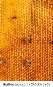 Frames of a beehive. Busy bees on the yellow honeycomb with open and sealed cells for sweet honey. Bee honey collected in the beautiful yellow honeycomb.